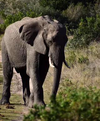 Begib dich auf die Suche nach den «Big 5»